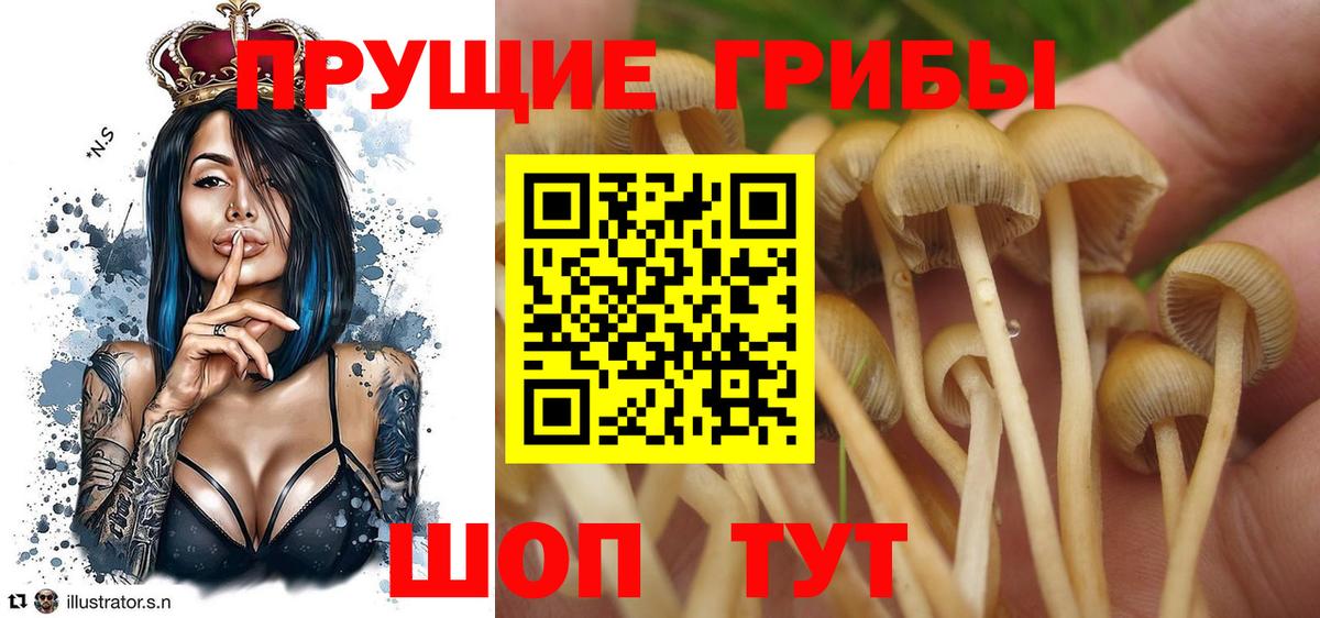 Псилоцибиновые грибы прущие грибы Орехово-Зуево